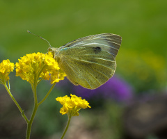 Large White