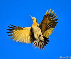 In yellow