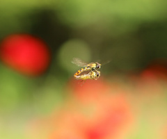 love flight