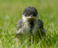 Young Great Tit - Angry Bird ;)