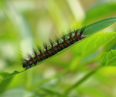 caterpillar