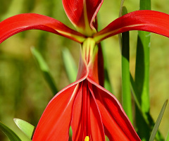 Liz Flower 