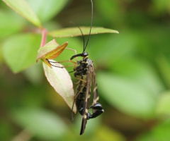 scorpionfly