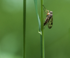 Rhagio scolopaceus
