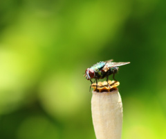 fly