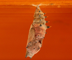 chrysalis