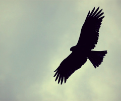 Spread wings