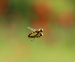love flight
