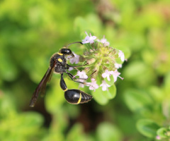 narrow blest bee