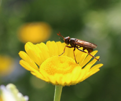Horsefly