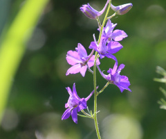 lightpurple