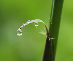 waterdrops