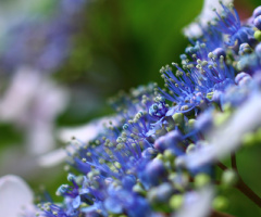 Hydrangea