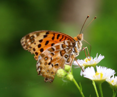 orange butterfly