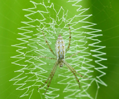 spider's net