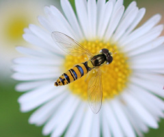 Yellow and lightblue