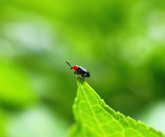 Tip of the leaf