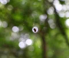 spider's net