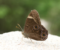 butterfly of snake eyes
