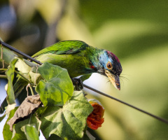 Blue-throated Barbet / (Megalaima asiatica)