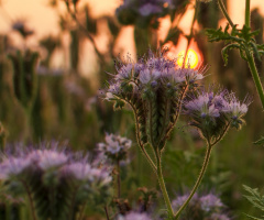 Phacelia 