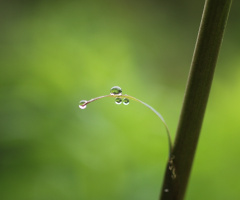 waterdrops