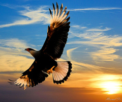 Flying in the sunset