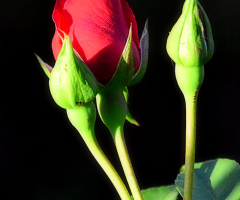 Trilogy of roses