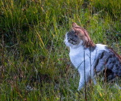 Kedi