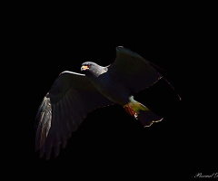 Eagle in the dark