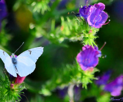 Little Beauty II