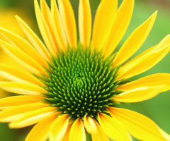 Like the sun