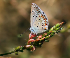 Kelebek XIX
