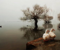 Gölyazı & Ördekler