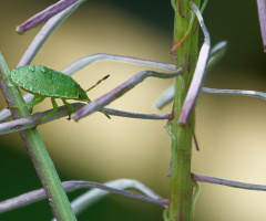 Green Shield Bug Nymph