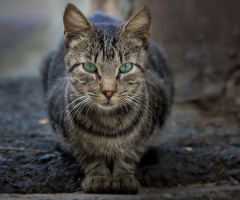 cat
