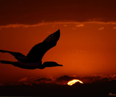 Flying in the sunset III