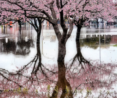 Cherry blossoms