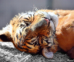 Sweet dreams II