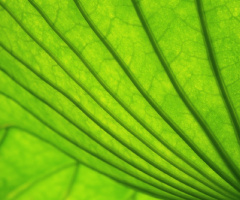 Lotus leaf