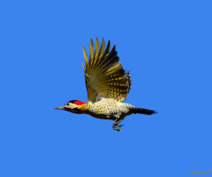 Royal woodpecker