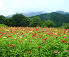 Flower garden