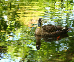 duck