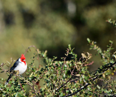 Little cardinal