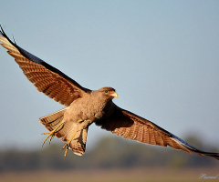 See my wings II