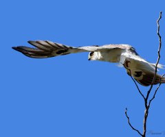 Elanus Leucurus