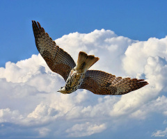 Spinning in the air