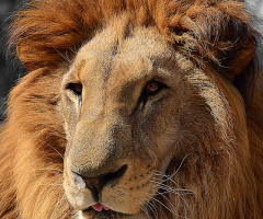 The King