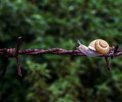 Snail Track