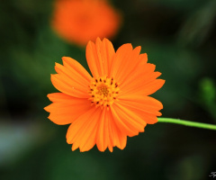 Turuncu Cosmos